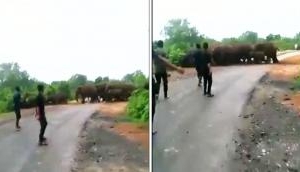 Watch with Audio On: Disturbing Harassment of Elephant Herds