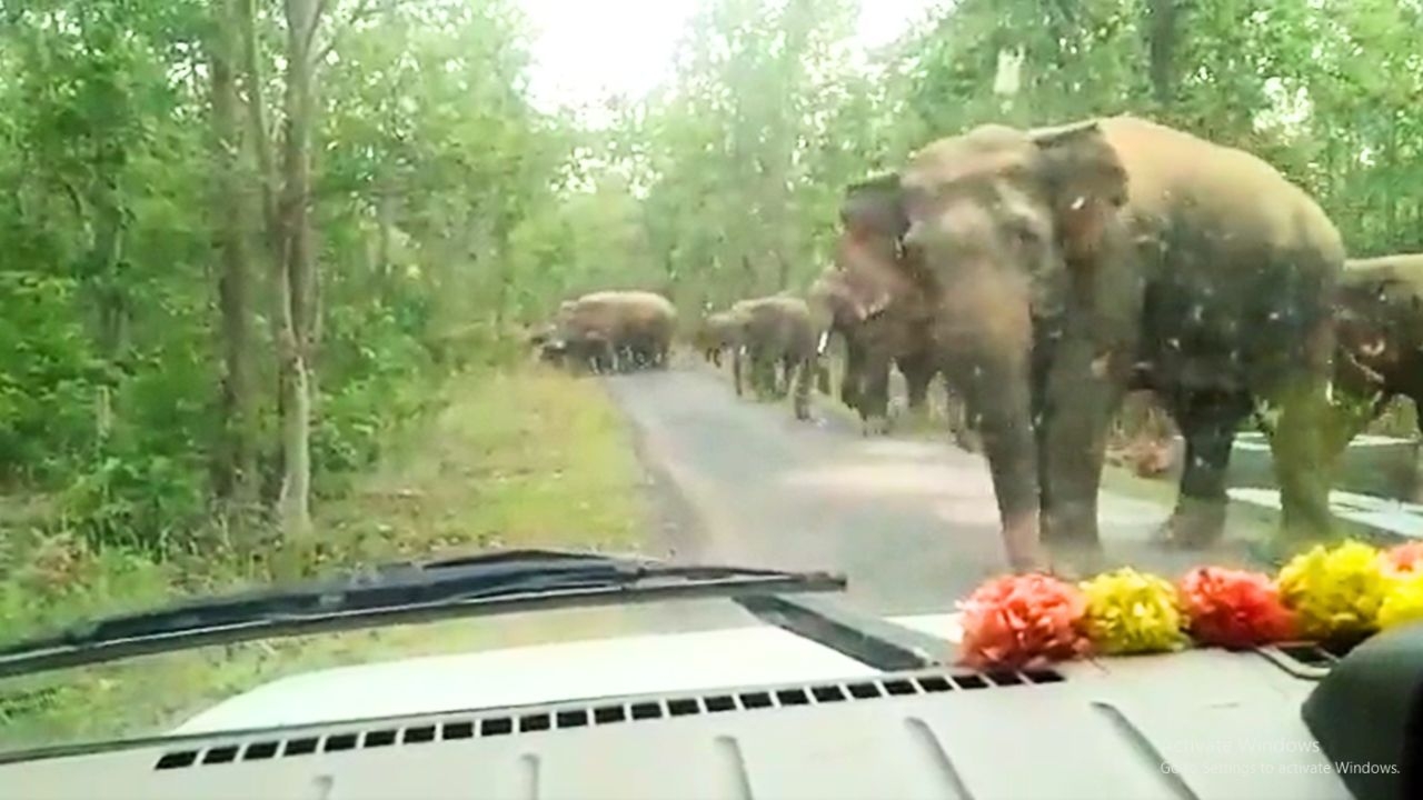 Elephant's Heartfelt Thanks: A Touching Tale of Harmony