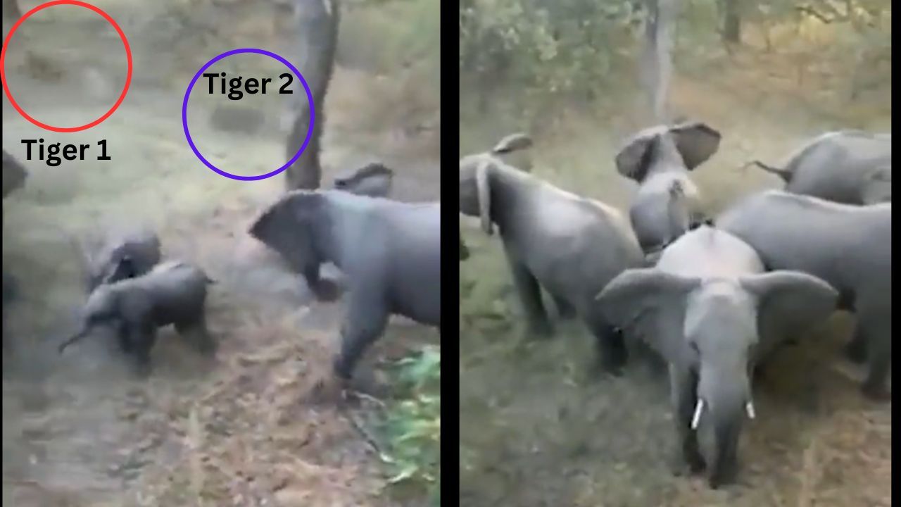 Video: Elephant Herd's Tactical Brilliance
