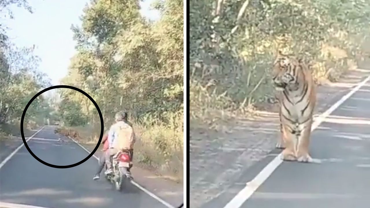 Jungle Jolt: Heart-stopping close call with tiger goes viral