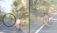Jungle Jolt: Heart-stopping close call with tiger goes viral