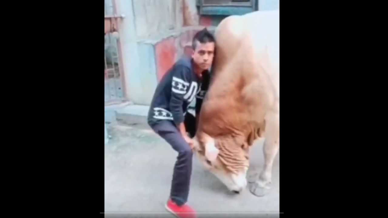 Instant Karma's Comedy Hour: Bull Teaches Showoff a Gravity-Defying Lesson!