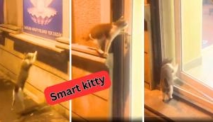 Smart Cat: You can't stop her!