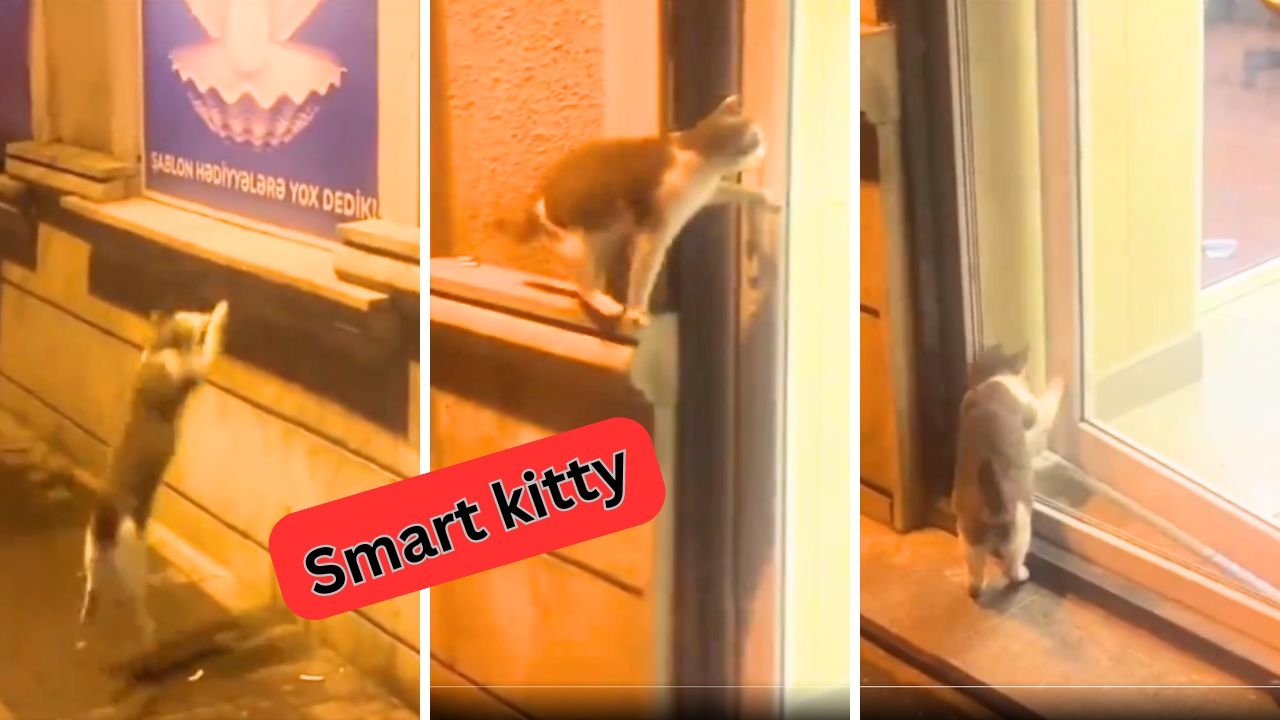 Smart Cat: You can't stop her!