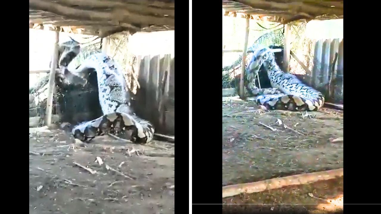 Shocking Video: Massive Serpent Caught After Consuming Baited Animal