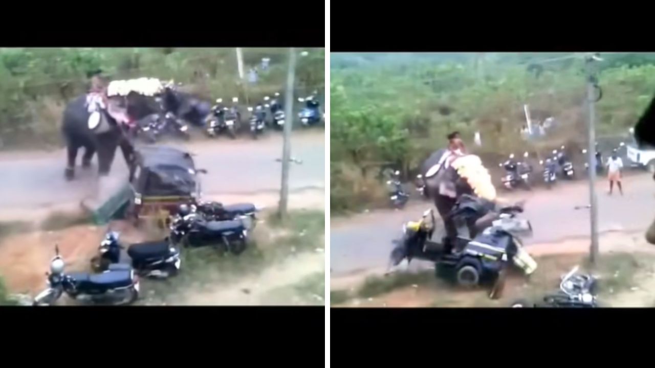 Scary Video: Elephant Fury Unleashed