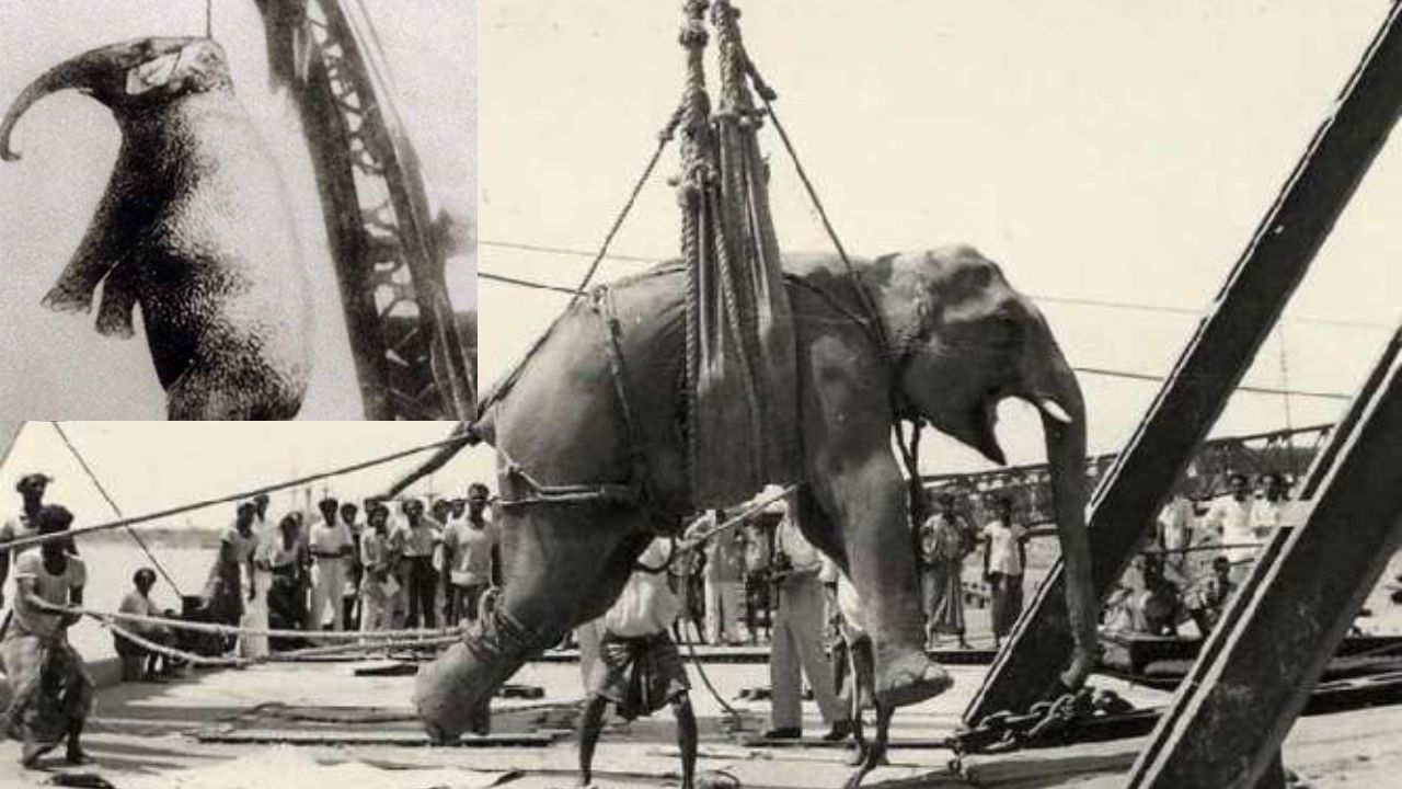 Tragic: Dark chapter in American circus history