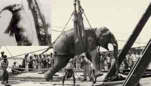 Tragic: Dark chapter in American circus history