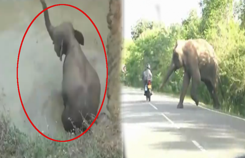 Video: हाथी का बच्चा गिर गया गड्ढे में, इंसानों से मदद मांगने सड़क पर आ गई मां, देखिए फिर क्या हुआ