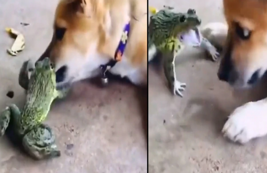 Video: छोटे से मेंढक ने कर दी कुत्ते की हालत खराब, नहीं देखा होगा लड़ाई का ऐसा मजेदार वीडियो