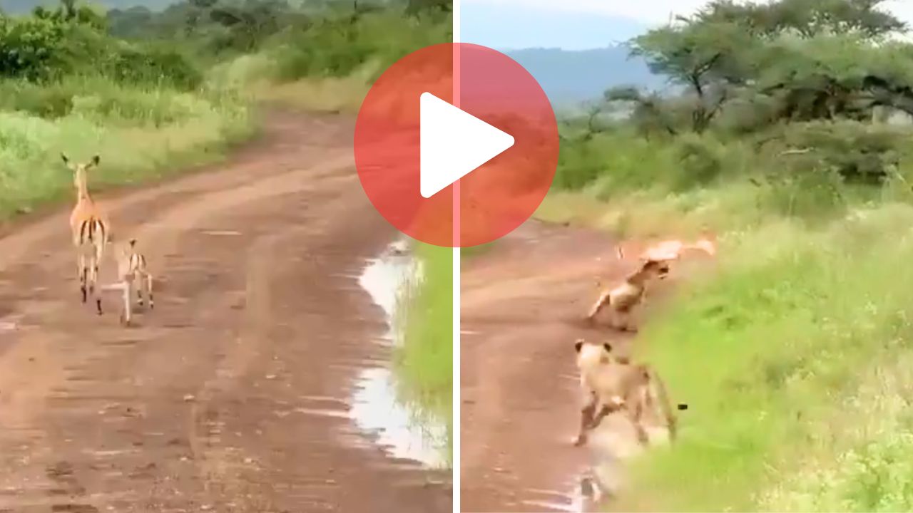 Ambush in the Wild: Impala and Her Baby Walk into a Trap