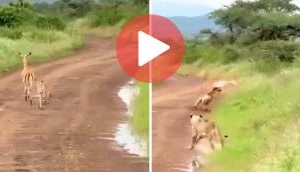 Ambush in the Wild: Impala and Her Baby Walk into a Trap