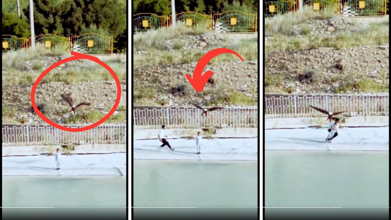 Terrifying Video: Eagle Tries to Snatch Child from Beach!