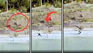 Terrifying Video: Eagle Tries to Snatch Child from Beach!