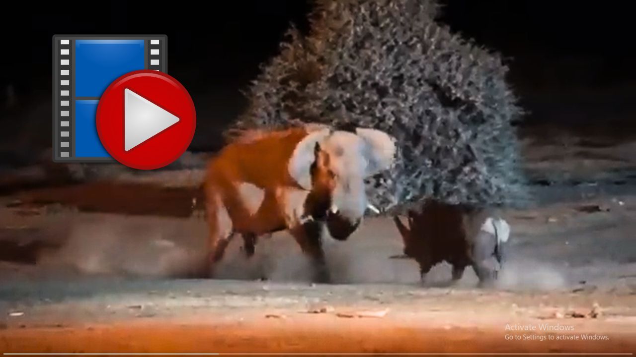Elephant vs Rhino: Ultimate Showdown