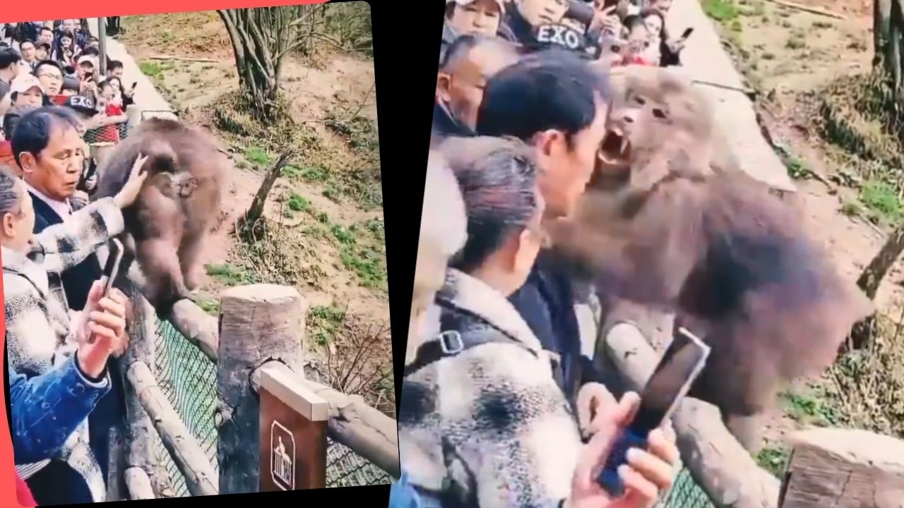 Shocking Moment: Monkey Bites Man After Woman’s Risky Move