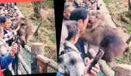 Shocking Moment: Monkey Bites Man After Woman’s Risky Move