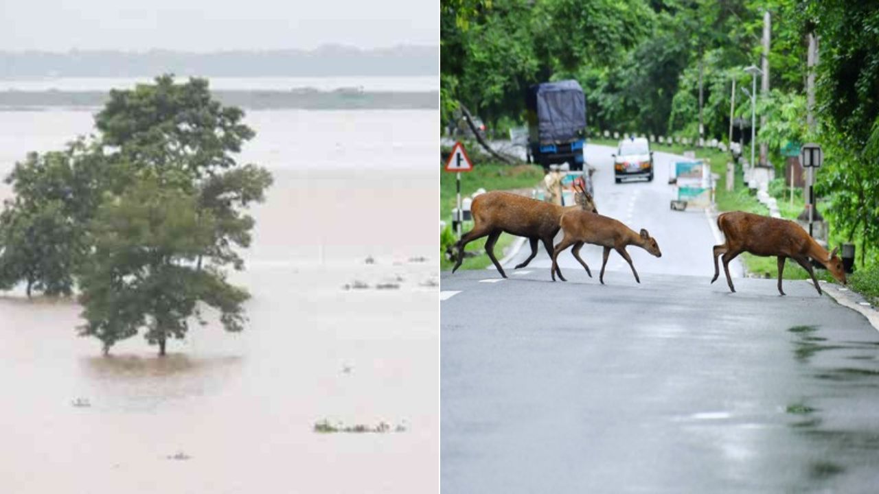 Assam Floods: 17 wild animals drown, 72 rescued in Kaziranga National Park