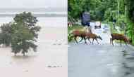 Assam Floods: 17 wild animals drown, 72 rescued in Kaziranga National Park