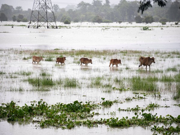 Assam floods: 131 wild animals, including 6 rhinos, dead in Kaziranga National Park