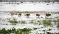 Assam floods: 131 wild animals, including 6 rhinos, dead in Kaziranga National Park