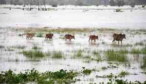 Assam floods: 131 wild animals, including 6 rhinos, dead in Kaziranga National Park