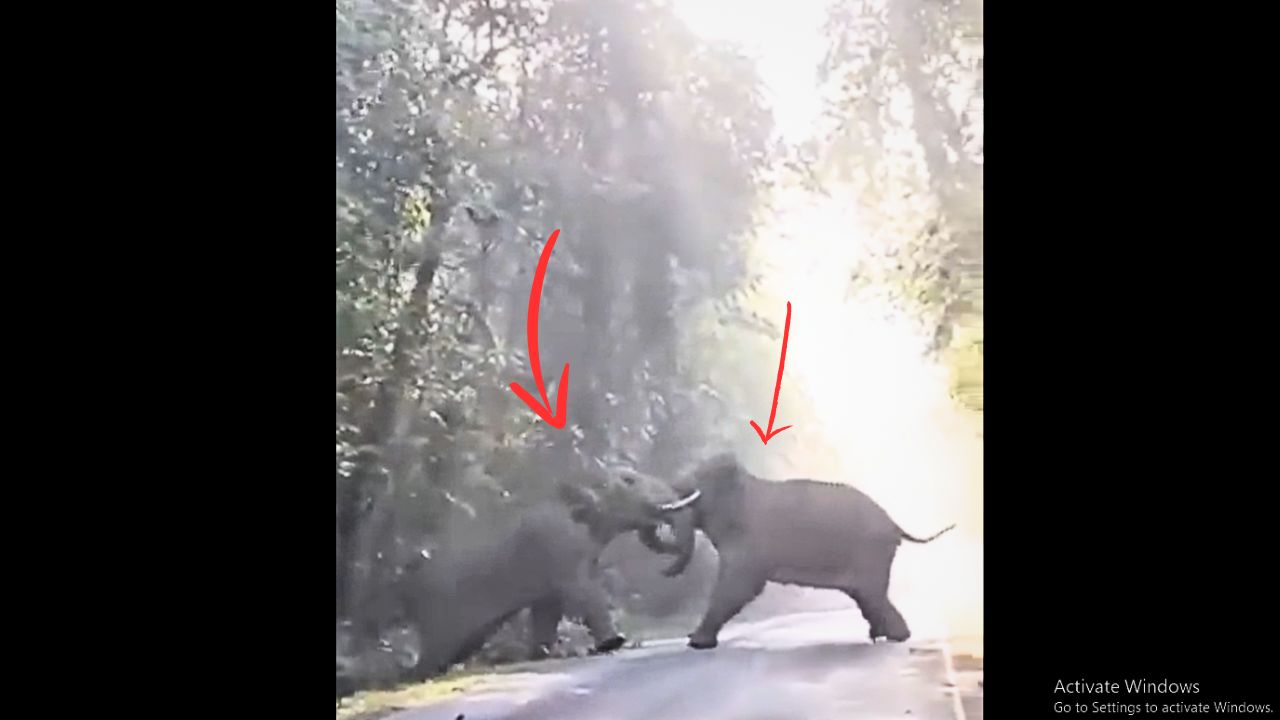 Majestic Giants Clash: Elephant Showdown You Won't Believe!