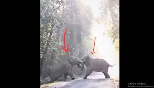 Majestic Giants Clash: Elephant Showdown You Won't Believe!