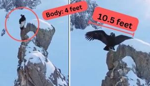 Awe-Inspiring Andean Condors: Giants of the Sky with a 10.5-Feet Wingspan