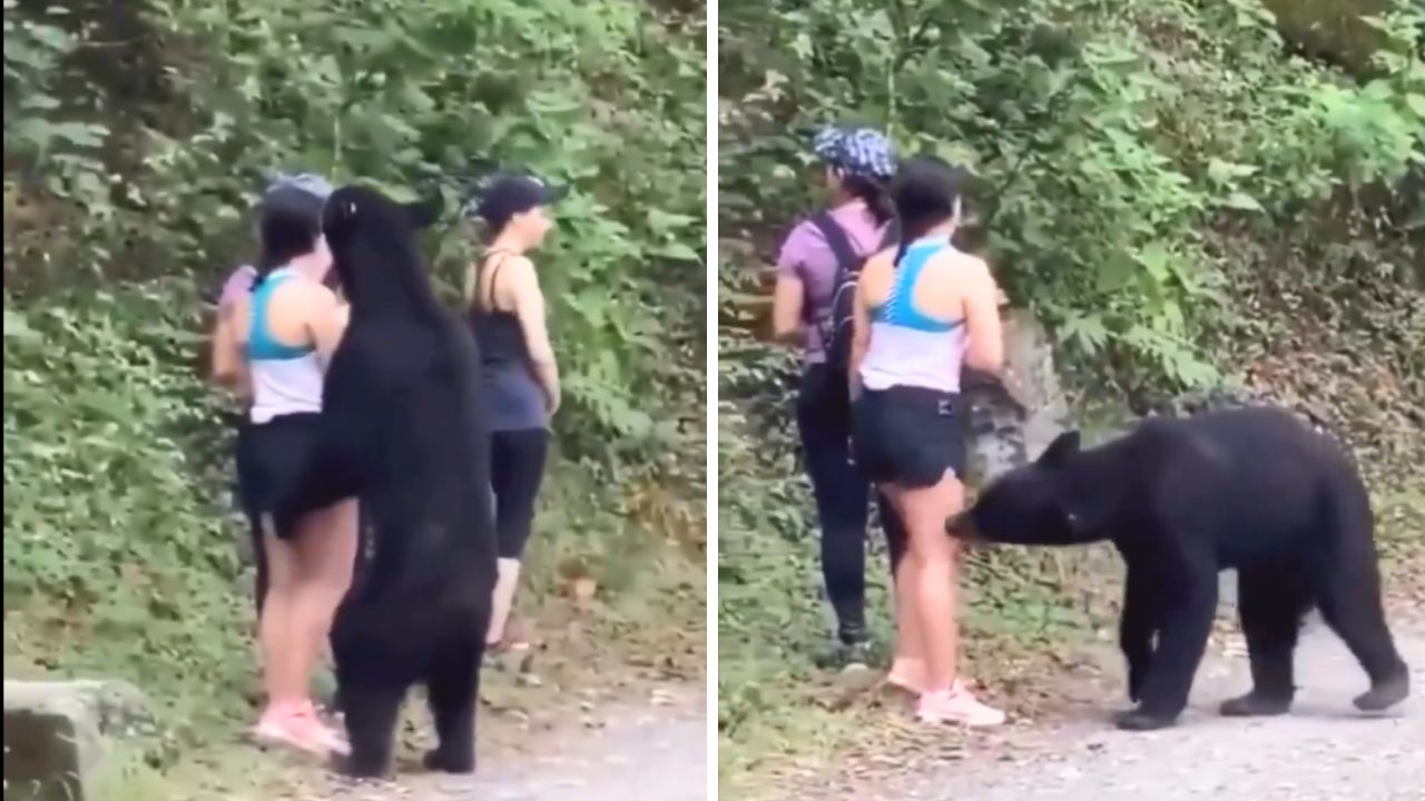 Dangerous Close Encounters with Wildlife: A Reminder