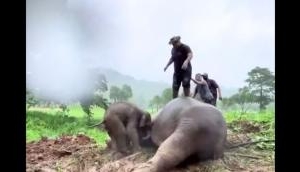 Elephant Mom’s Dramatic Rescue: Faints Saving Calf, Revived by Heroes