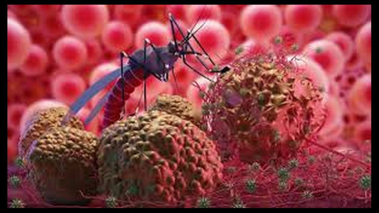 Chandipura Virus: Now Domestic Animal Samples to Be Tested