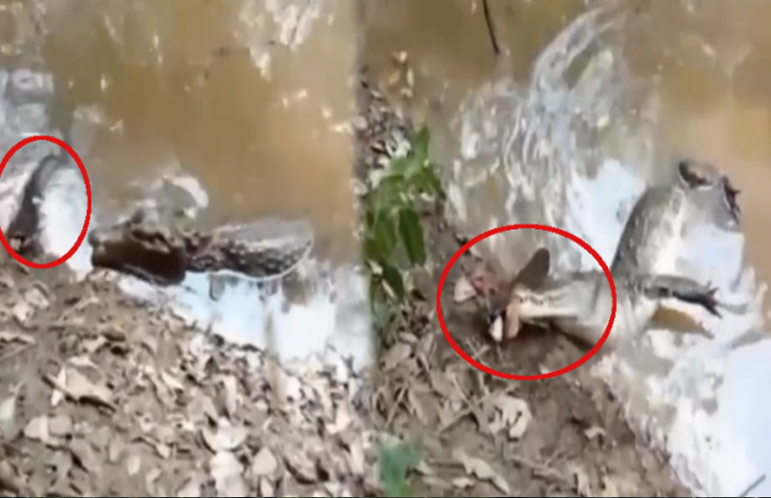 Fish's 860V Electric Shock Leaves Crocodile Lifeless