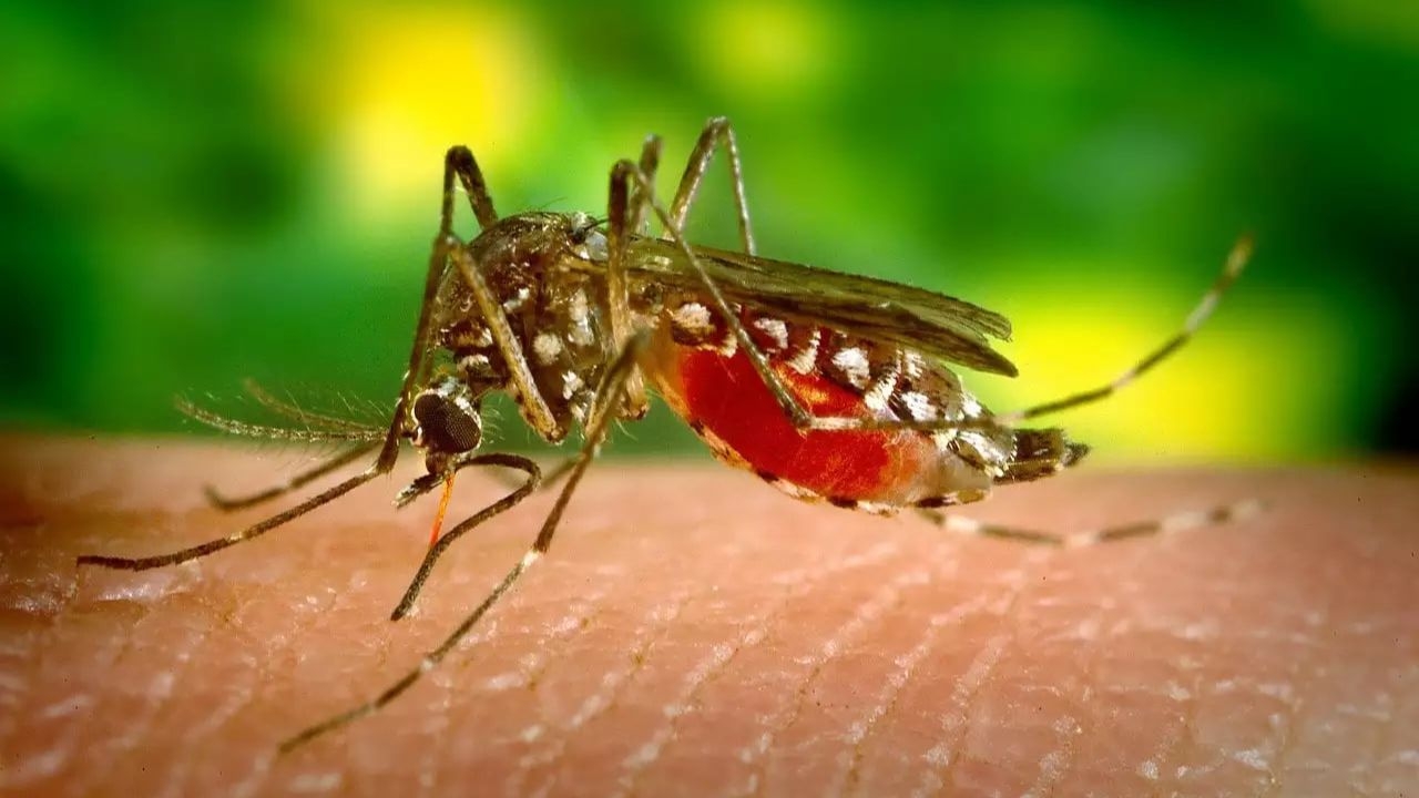 Mosquito Menace Rises After Rain: Thousands Contract Dengue and Malaria Annually