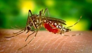 Mosquito Menace Rises After Rain: Thousands Contract Dengue and Malaria Annually