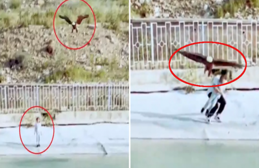 Shocking Video: Eagle Tries to Snatch Child, Bystander’s Quick Action Saves the Day!