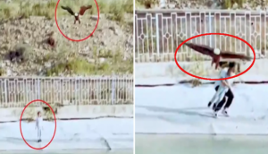 Shocking Video: Eagle Tries to Snatch Child, Bystander’s Quick Action Saves the Day!