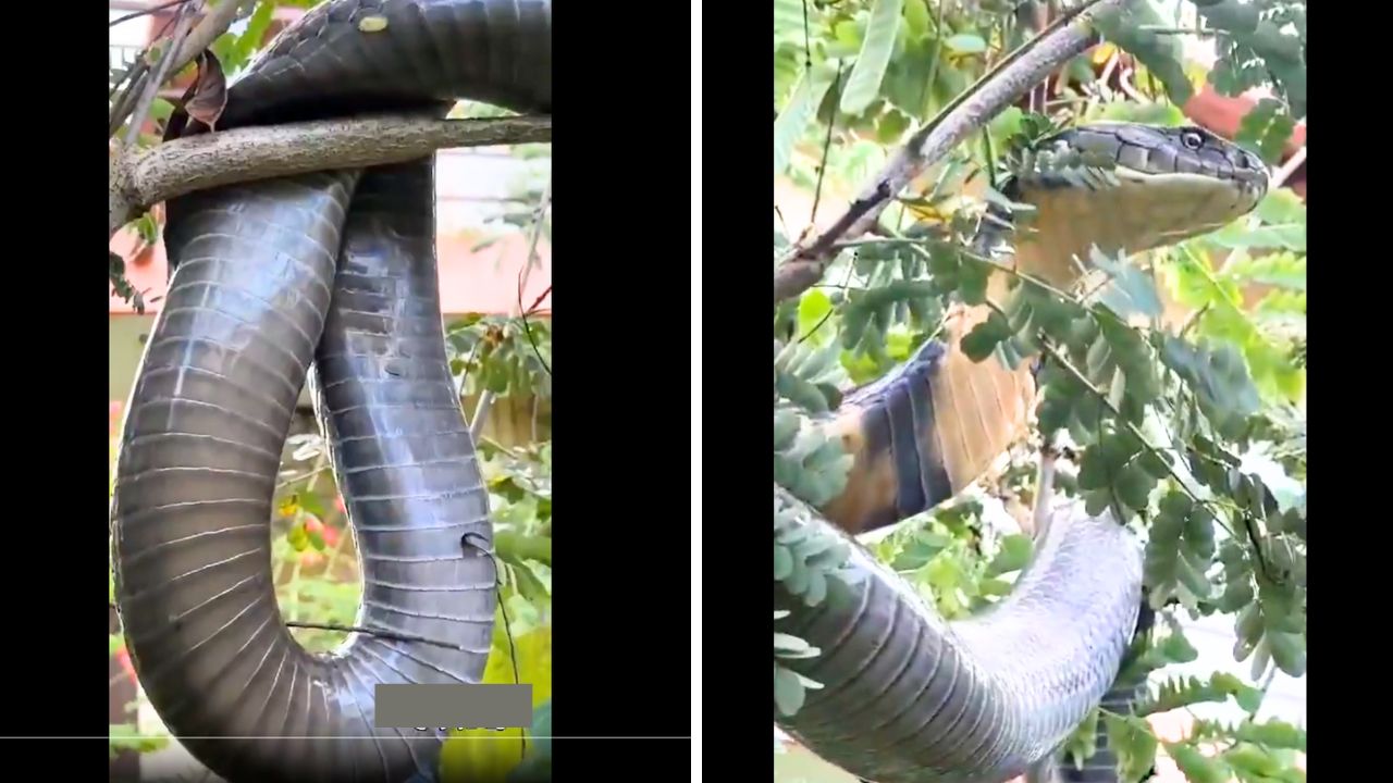 Perfect Rescue: King Cobra Safely Extracted from Agumbe Ghat Residential Area in Karnataka