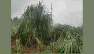 Uttar Pradesh: Moradabad Farmers Hit Hard by Heavy Rain