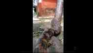 Scary Video: Giant Python Climbs Wall to Snatch Prey!