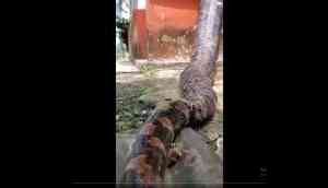 Scary Video: Giant Python Climbs Wall to Snatch Prey!