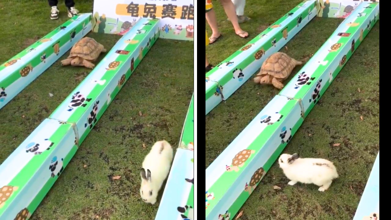 Tortoise vs Rabbit: Real-Life Race—Who Comes Out on Top?