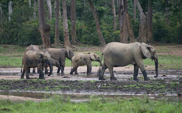 Elephants