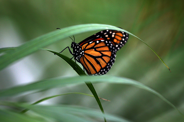 Butterfly-Carl Court/Getty Images