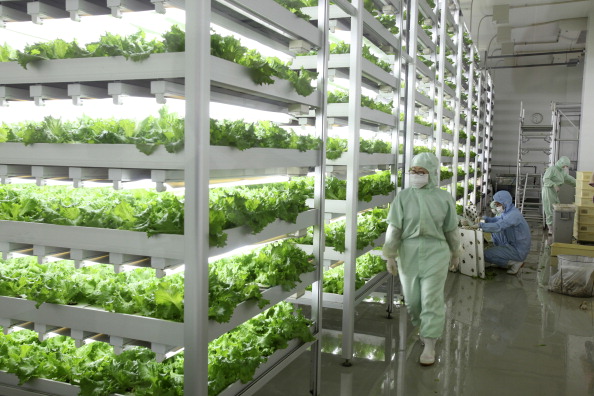 Indoor plant factory_Rick Westhead/Toronto Star/Getty Images