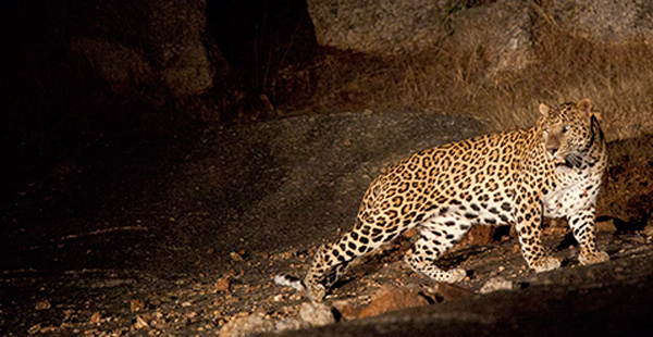  Jawai leopards