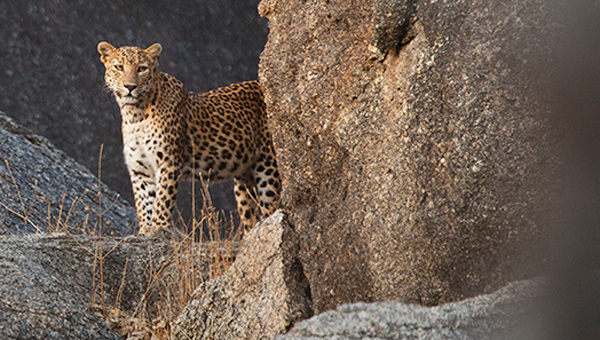 Leopard Jawai embed 2