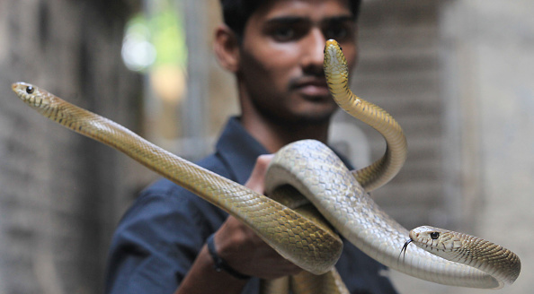 Snakes_Anshuman Poyrekar/Hindustan Times via Getty Images