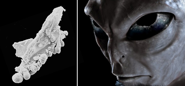 Alien life dragon diptych