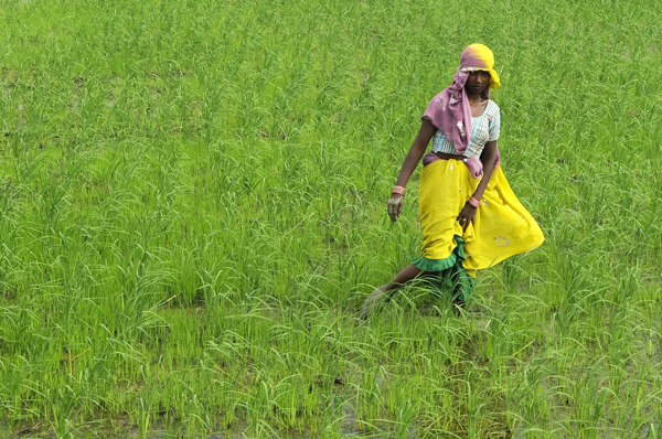 Chhatisgarh rice scam EMBED 1. (Photo by Burhaan Kinu/  Hindustan Times via Getty Images)
